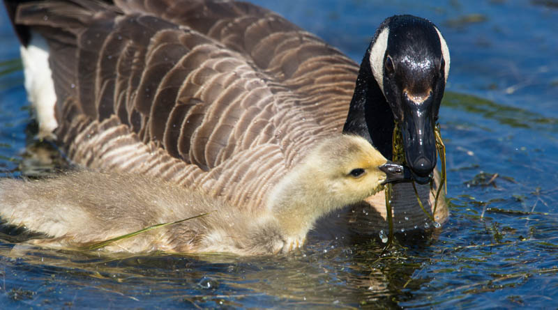 Canada Goose And Gosling
