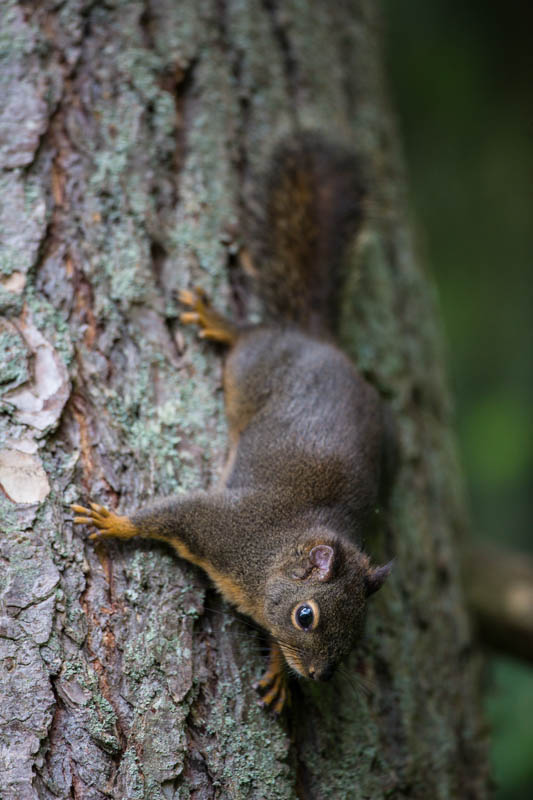 Douglass Squirrel