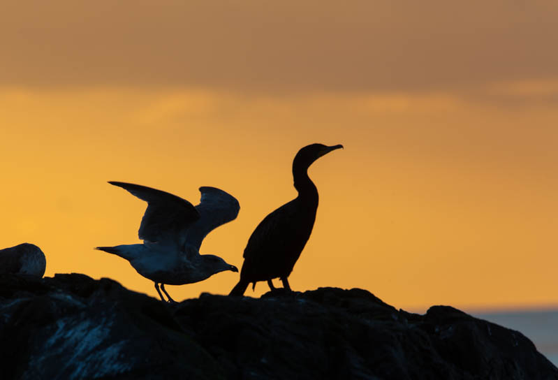 double-Crested Cormorant And Gull Silhouetted At Sunset