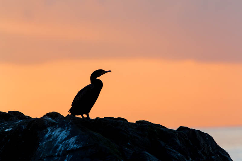 Double-Crested Cormorant Silhouetted At Sunset