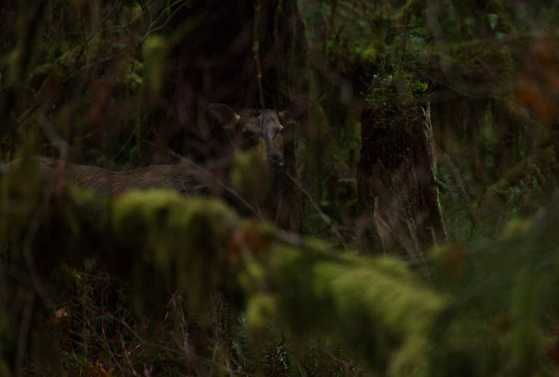 Elk In Rainforest