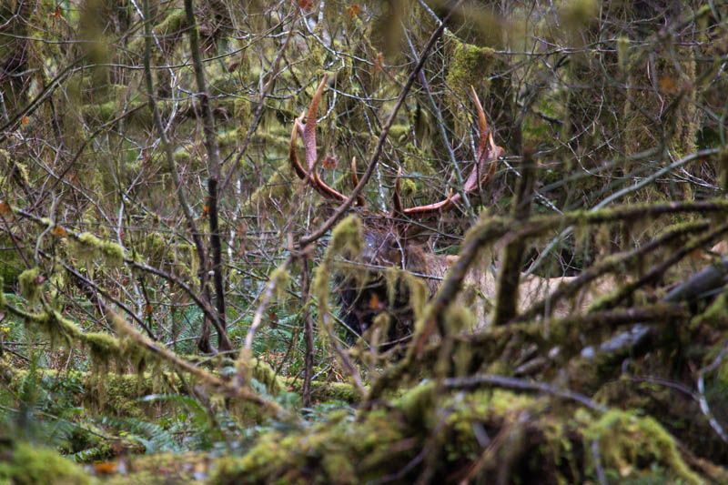 Elk In Rainforest