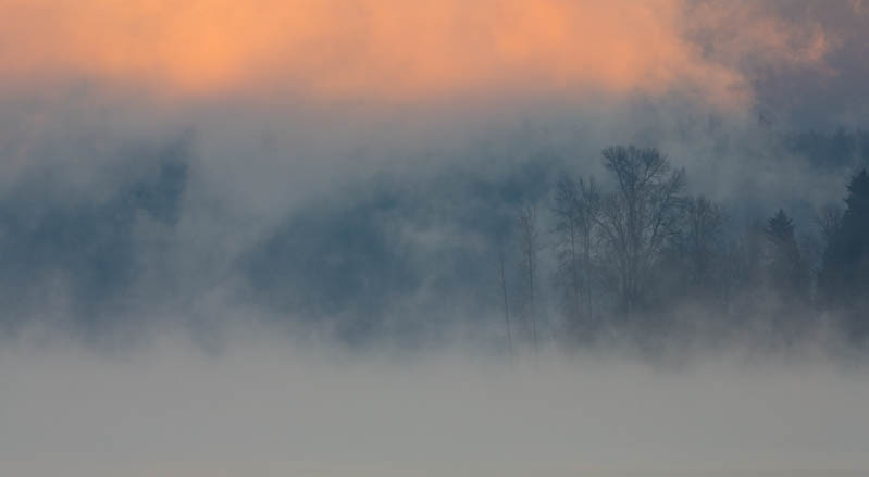 Trees In Morning Mist