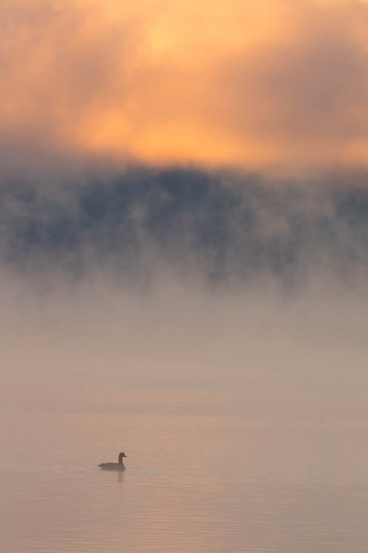 Canada Goose At Sunrise