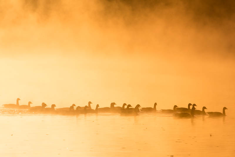 Canadian Geese At Sunrise