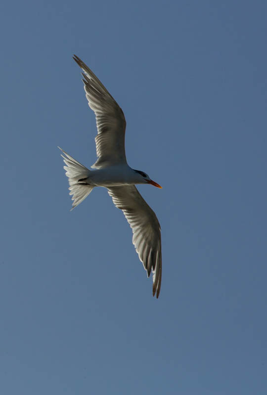 Royal Tern In Flight