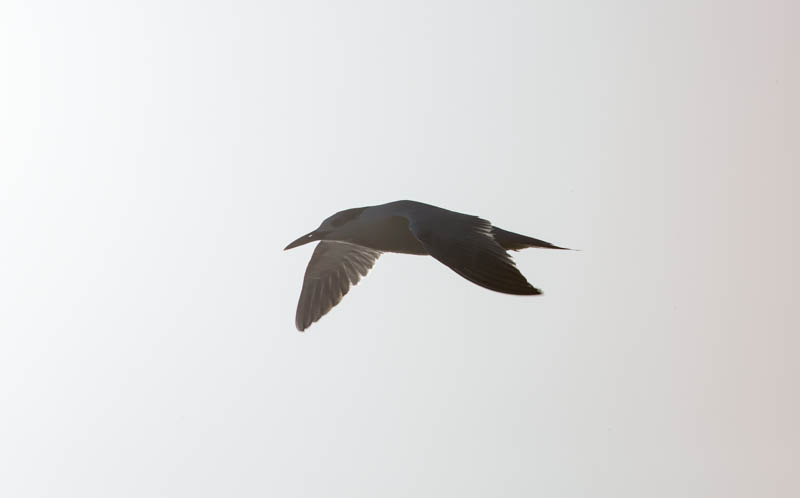 Elegant Tern In Flight