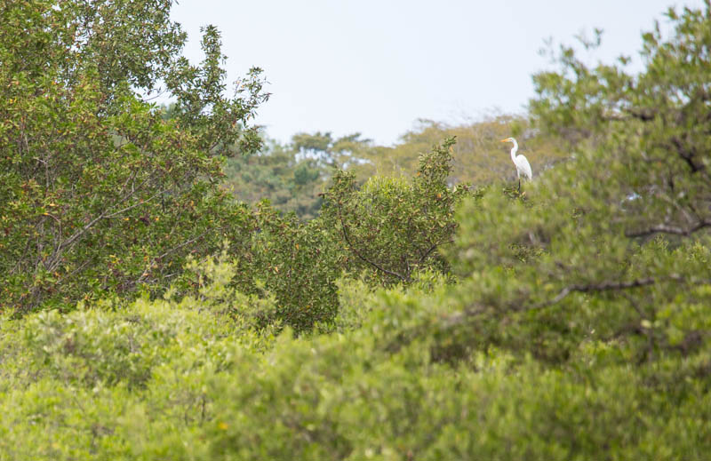 Great Egret In Tree