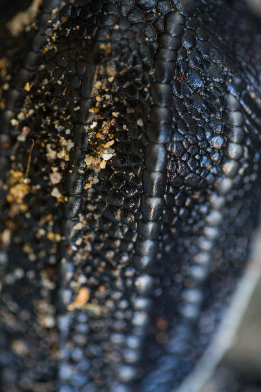 Leatherback Hatchling Detail