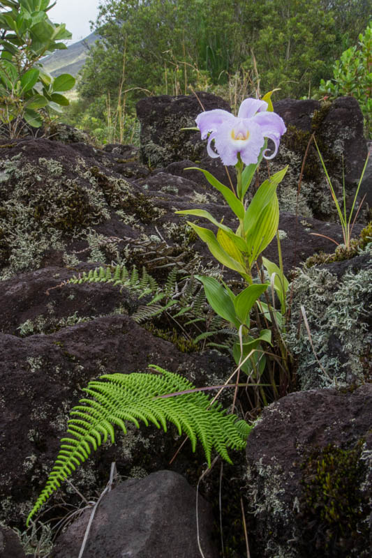 Flower And Fern On Lava Flow