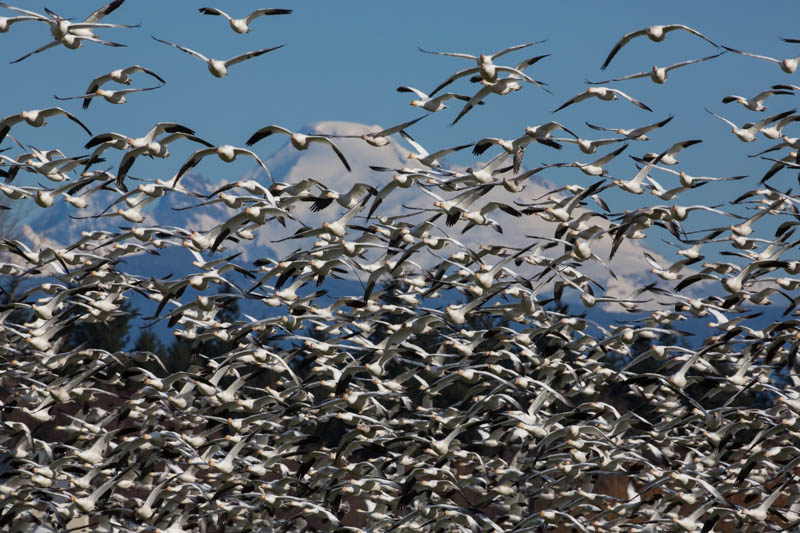 Snow Geese And Mount Baker