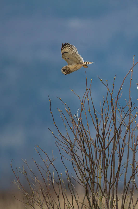 Short-Eared Owl Taking Flight