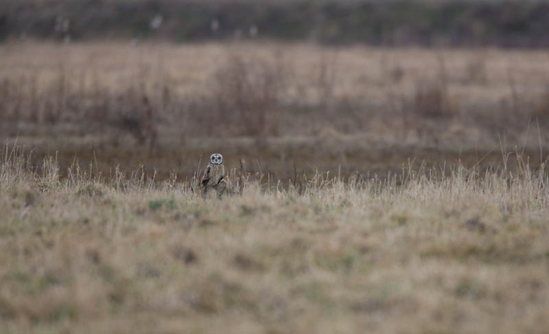 Short-Eared Owl In Grass