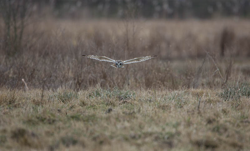 Short-Eared Owl In Flight