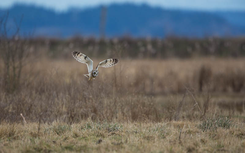Short-Eared Owl In Flight