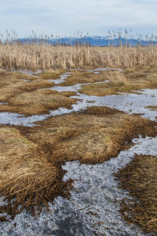 Ice Patterns In Wetland