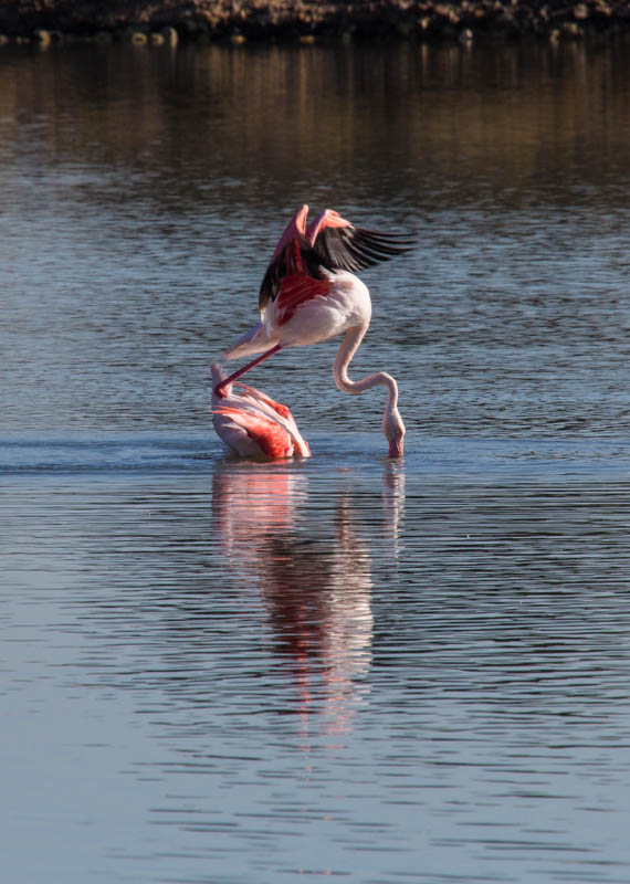 Greater Flamingos Mating