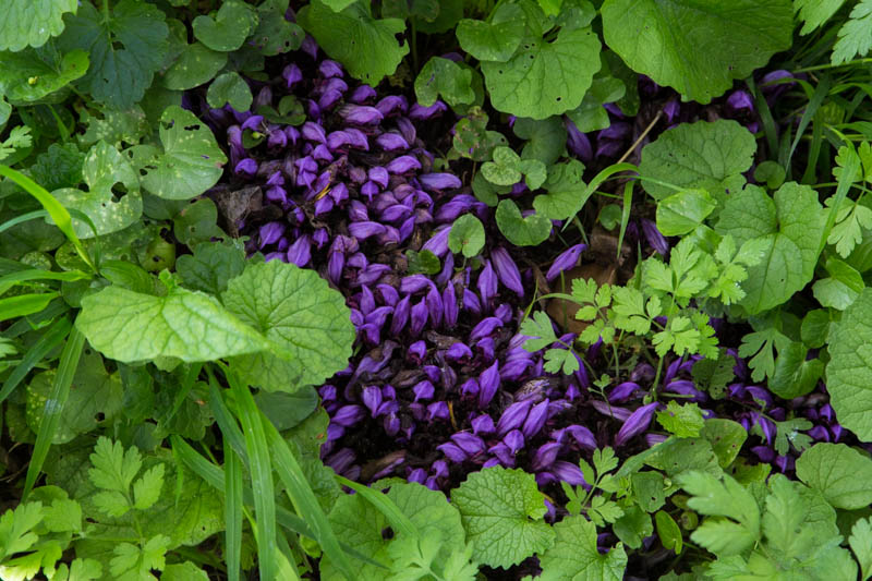 Purple WIldflowers