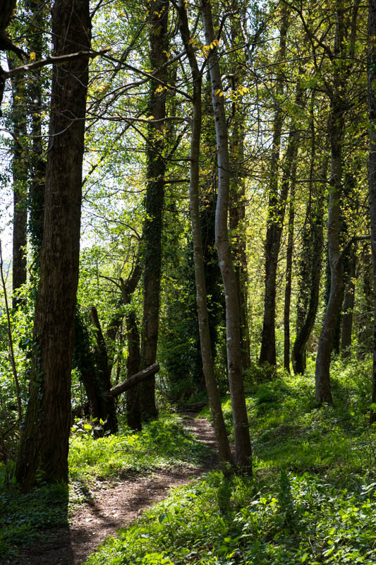 Trail Through Forest