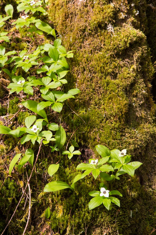 Bunchberry Growing On Tree Trunk