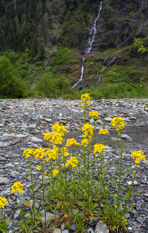Waterfall And Wildflowers
