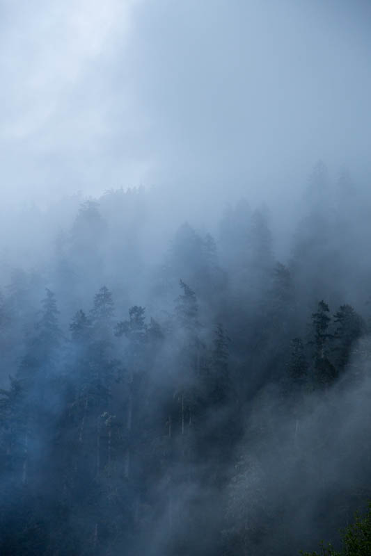 Trees In Mist