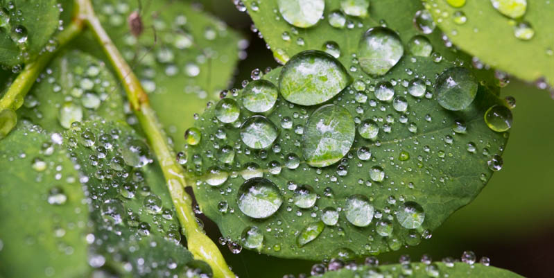 Raindrops On Leaf