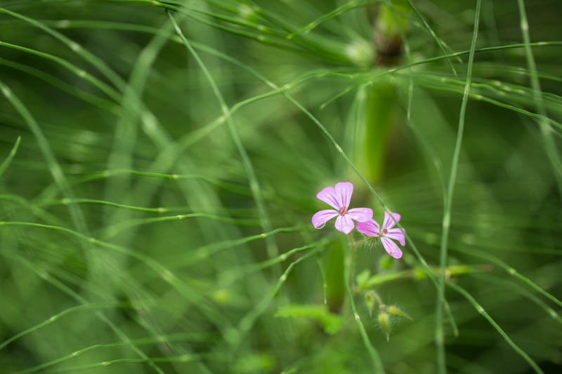 Flower In Horsetails