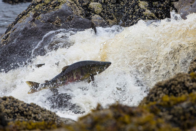 Salmon Swimming Up Waterfall