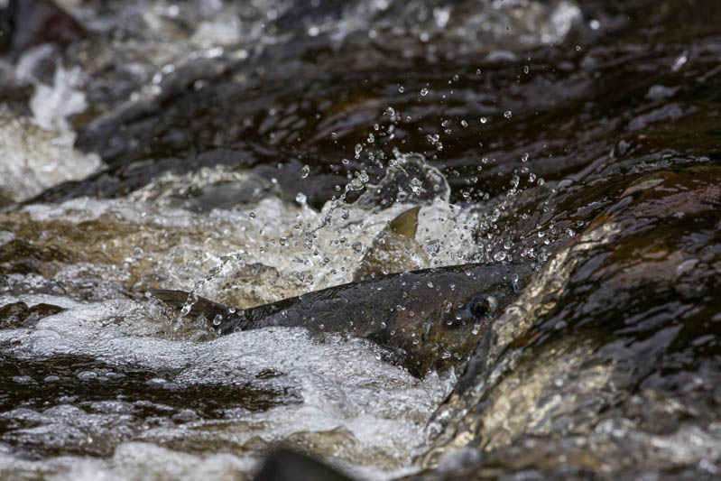 Salmon In Stream