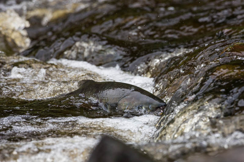 Salmon In Stream
