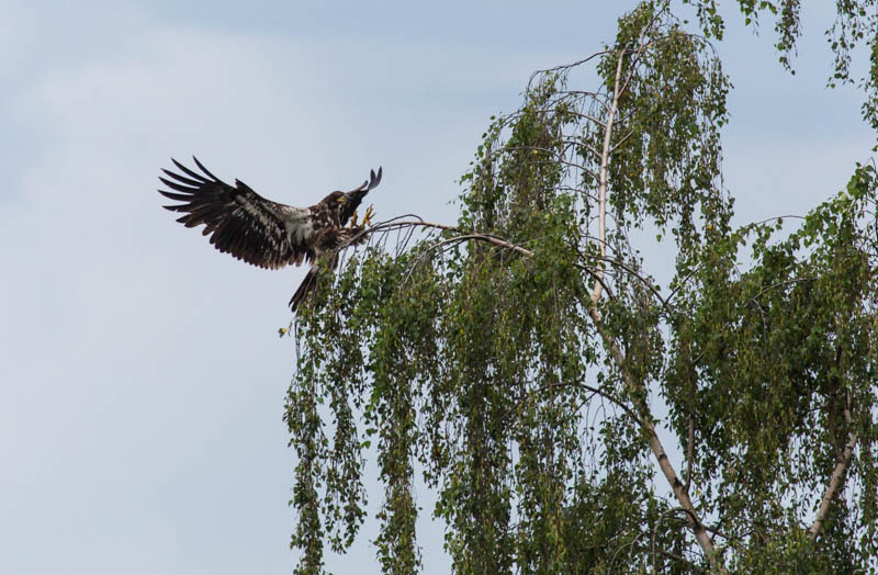 Bald Eagle Landing In Tree