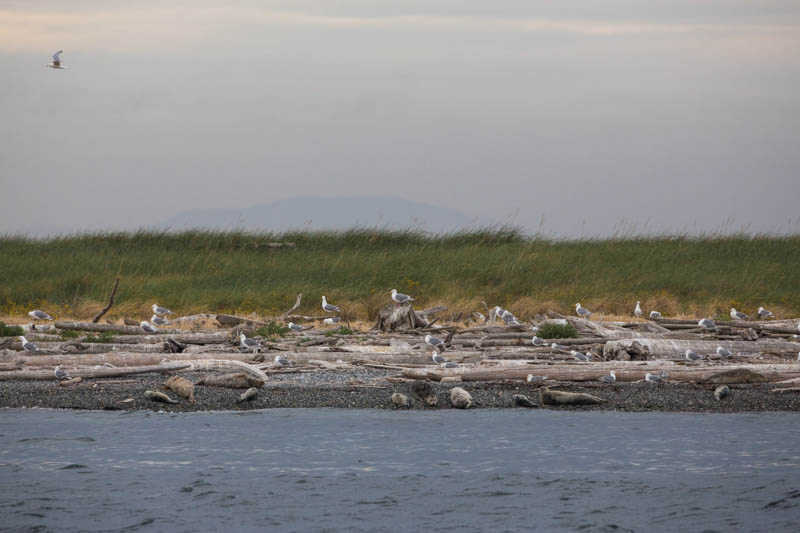 Harbor Seals And Gulls On Beach