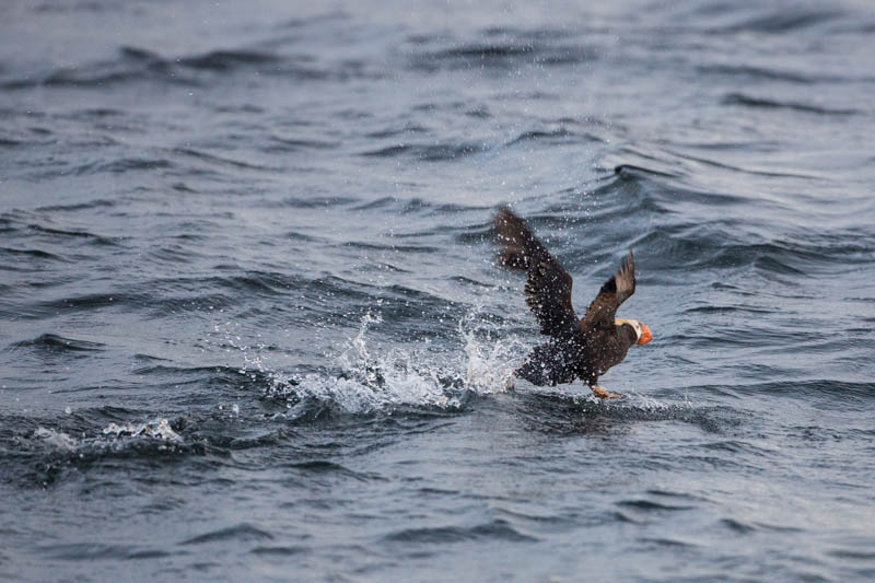 Tufted Puffin Taking Flight