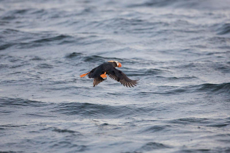 Tufted Puffin In Flight