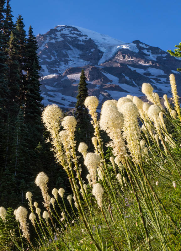 Bear Grass And Mount Rainier