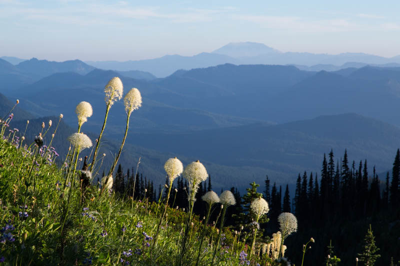 Bear Grass And Mount Saint Helens