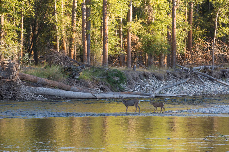Mule Deer Crossing The Methow River