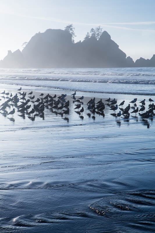Gulls On Beach