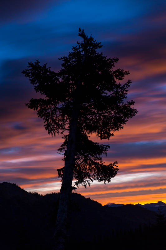 Tree Silhouette At Sunrise