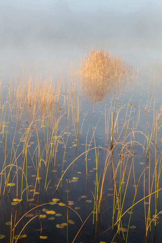 Reeds In Mist