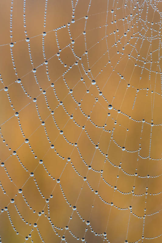 Dew On Spiderweb