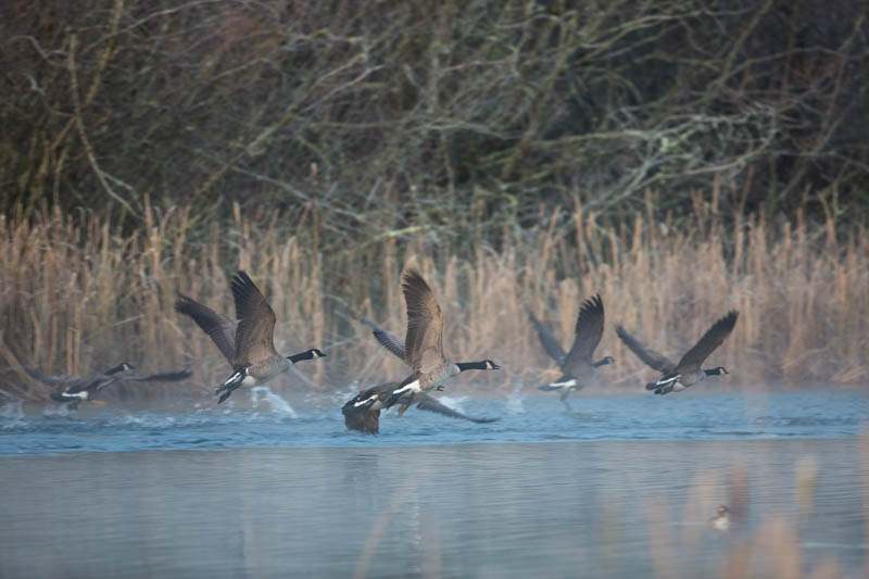 Candian Geese In Flight