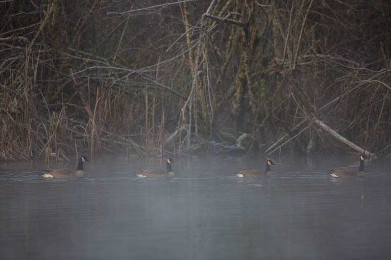 Candian Geese