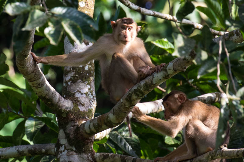 Sunda Pig-Tailed Macaques