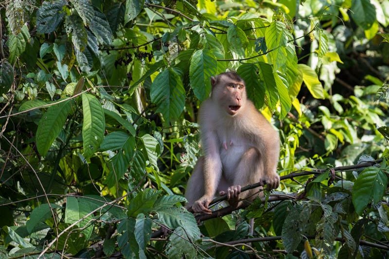 Sunda Pig-Tailed Macaque