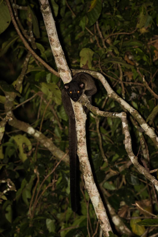 Small-Toothed Palm Civet