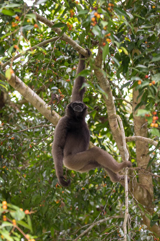 Bornean Gibbon