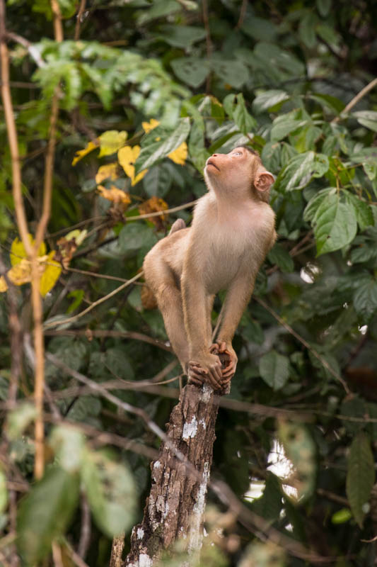 Sunda Pig-Tailed Macaque