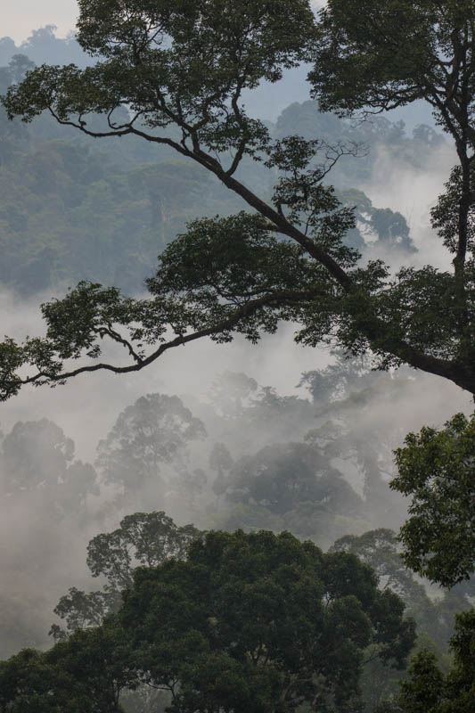 Rainforest In Mist
